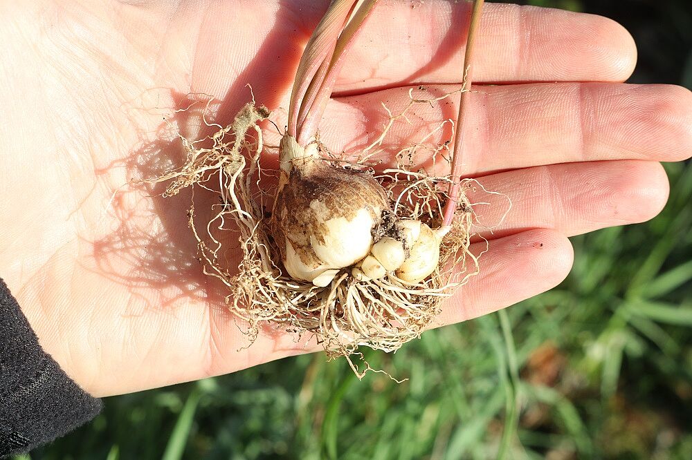 Ornithogalum umbellatum - Dolden-Milchstern Dolden-Milchstern (Zwiebel)