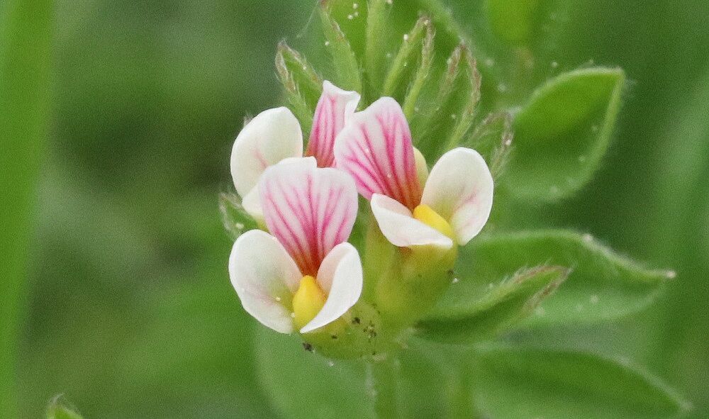 Ornithopus perpusillus - Mäusewicke Mäusewicke