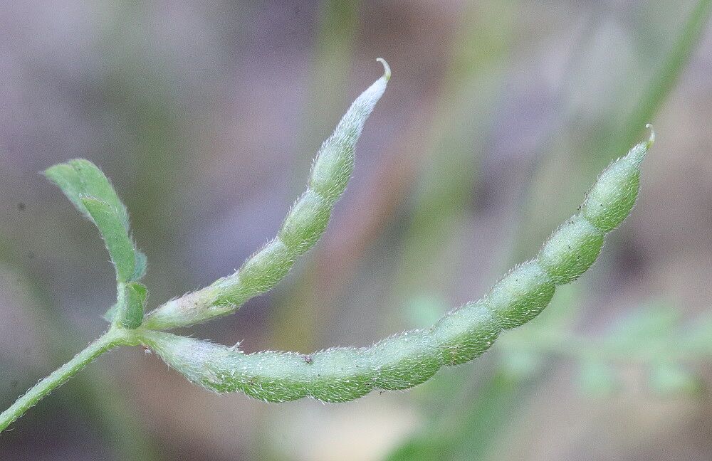 Ornithopus perpusillus - Mäusewicke Mäusewicke