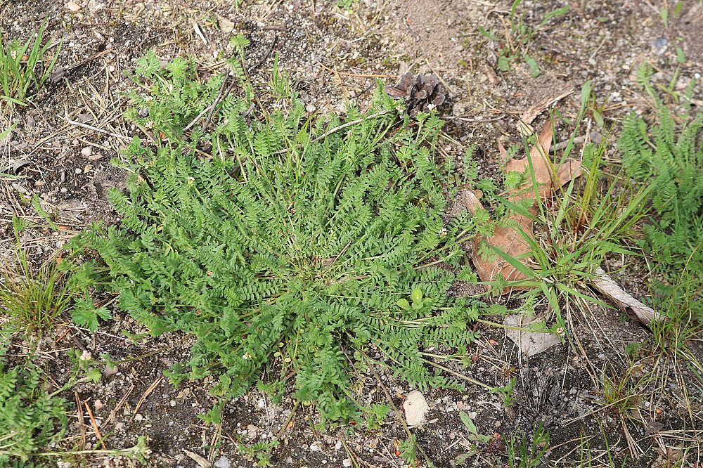 Ornithopus perpusillus - Mäusewicke Mäusewicke