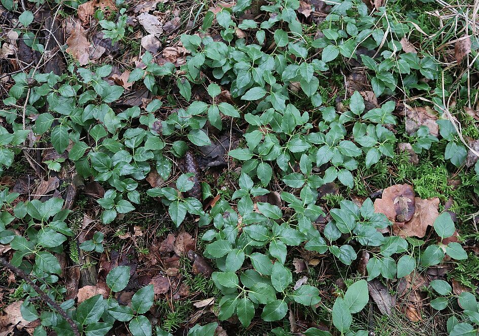 Orthilia secunda - Birngrün Birngrün (Bestand)
