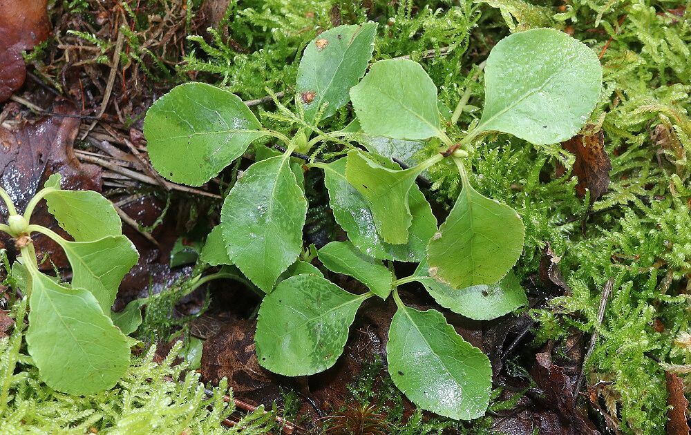 Orthilia secunda - Birngrün Birngrün