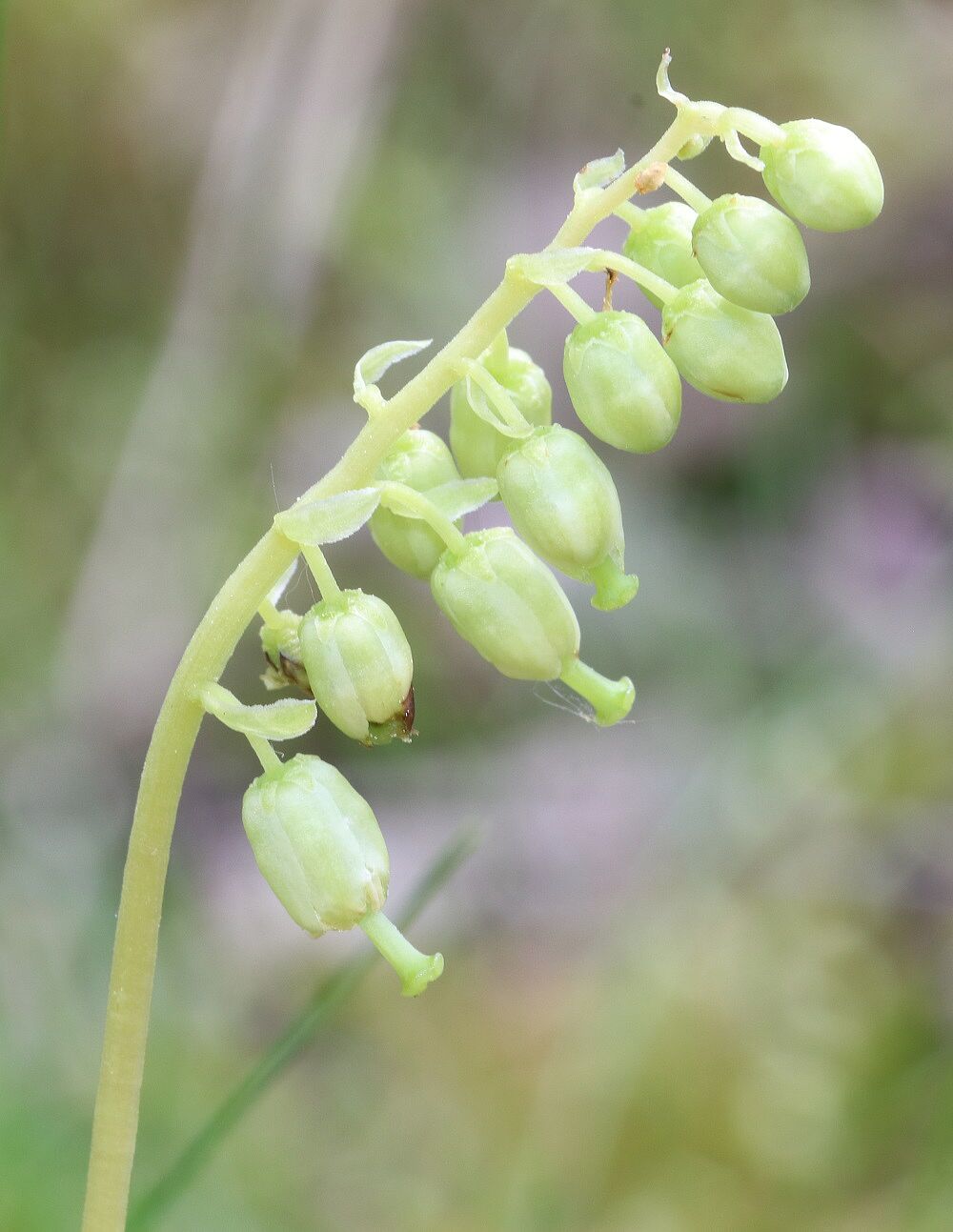Orthilia secunda - Birngrün Birngrün