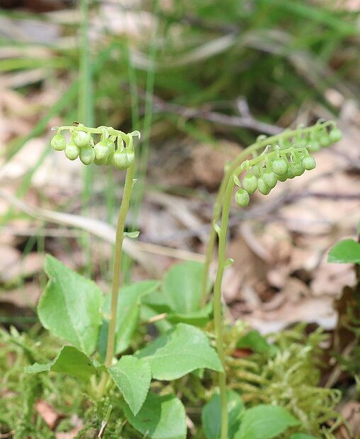 Orthilia secunda - Birngrün Birngrün