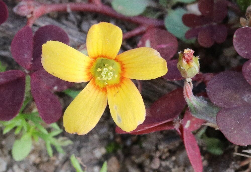Oxalis corniculata - Hornfrüchtiger Sauerklee Hornfrüchtiger Sauerklee