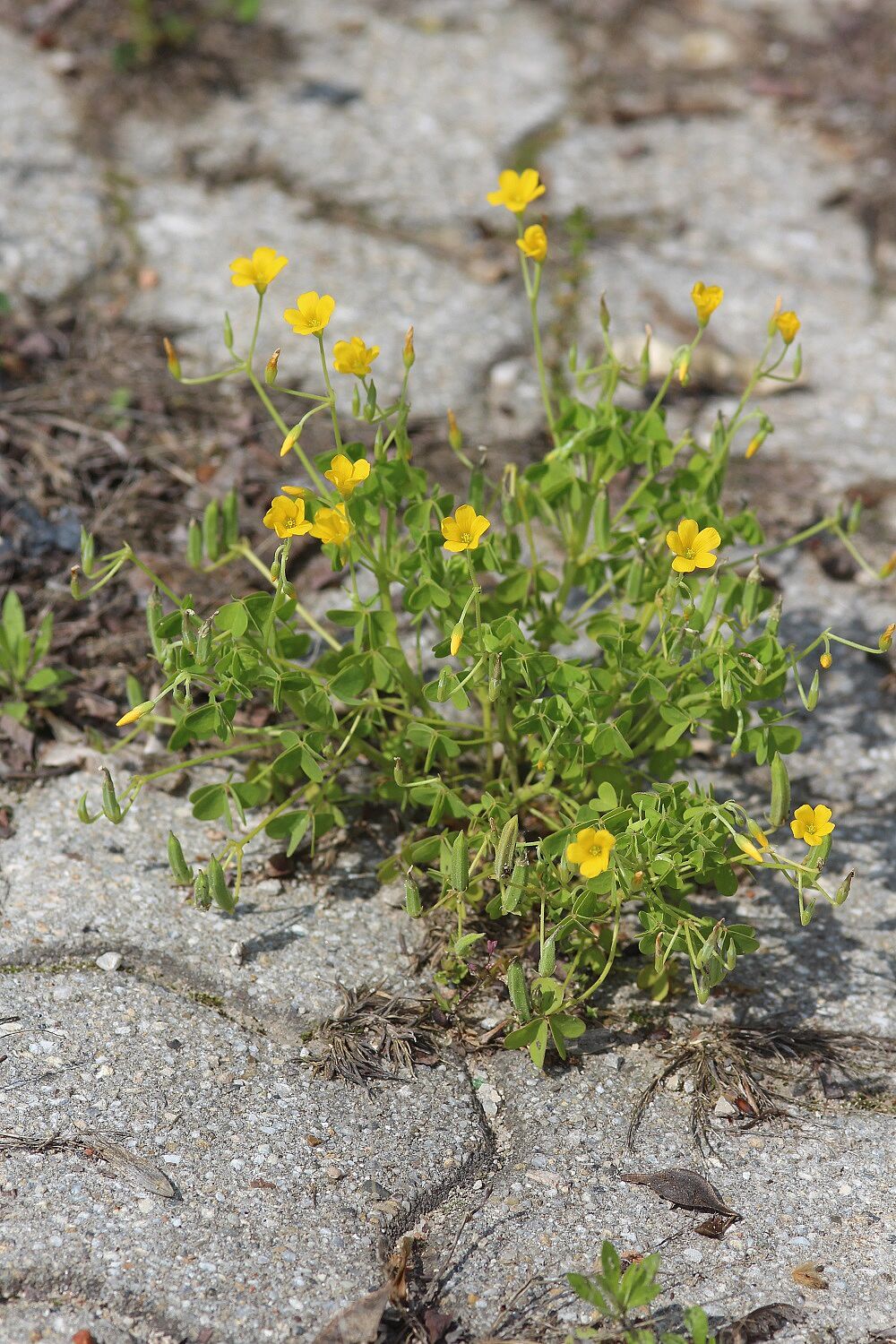 Oxalis dillenii - Dillens Sauerklee Dillens Sauerklee