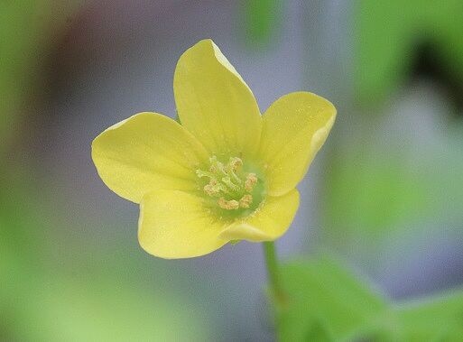 Oxalis stricta - Aufrechter Sauerklee Aufrechter Sauerklee