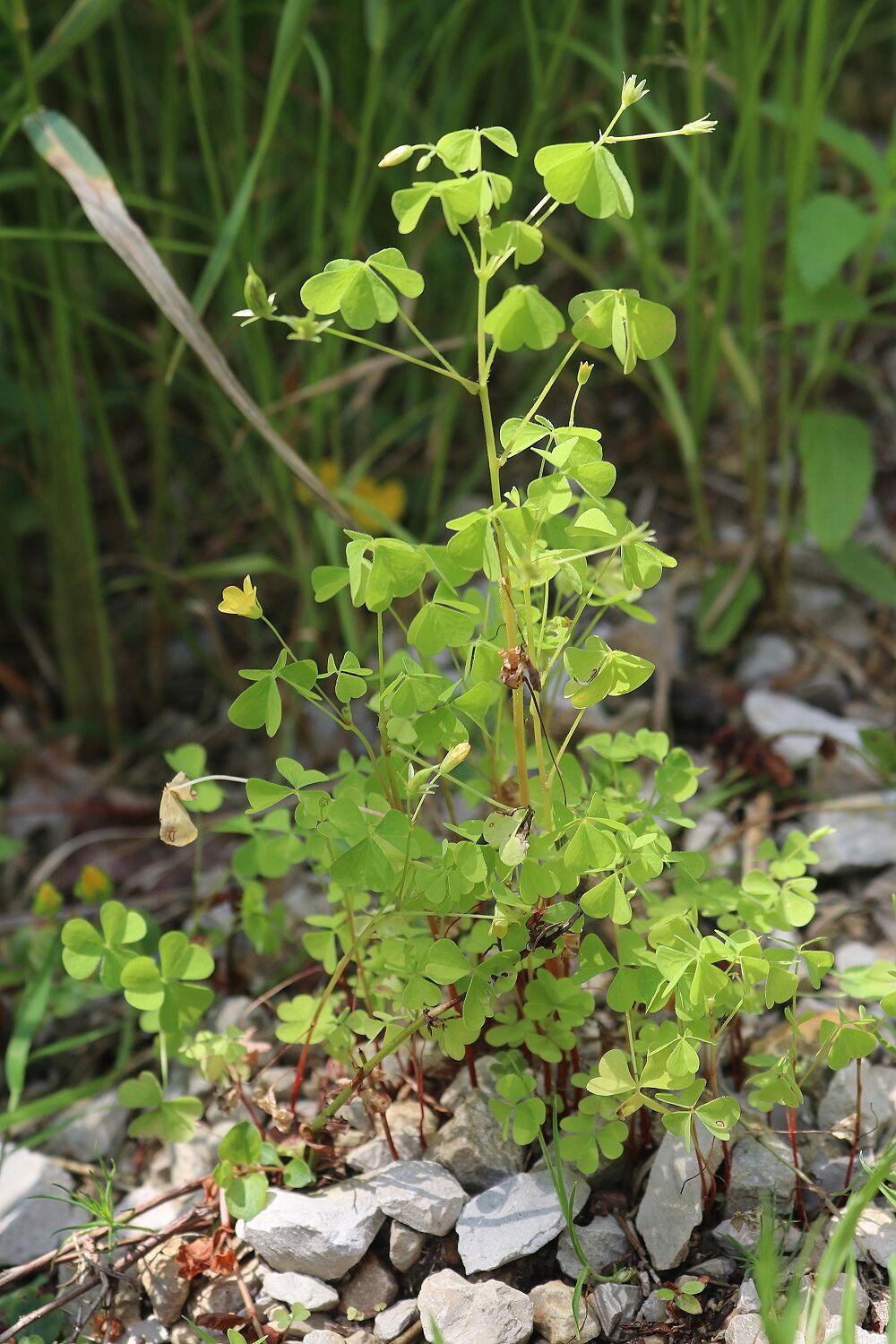 Oxalis stricta - Aufrechter Sauerklee Aufrechter Sauerklee