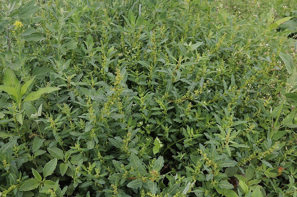 Oxybasis glauca - Graugrüner Gänsefuß Graugrüner Gänsefuß