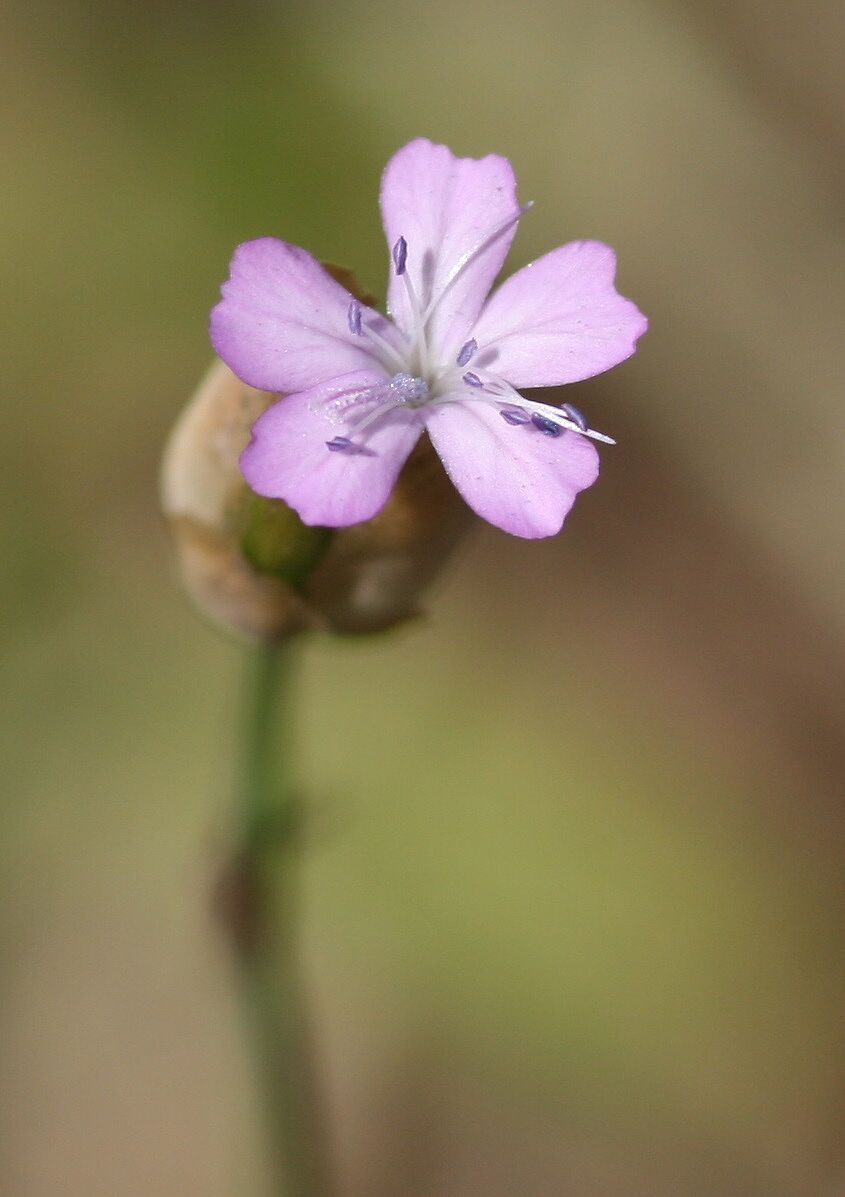 Sprossende Felsennelke (Petrorhagia prolifera)