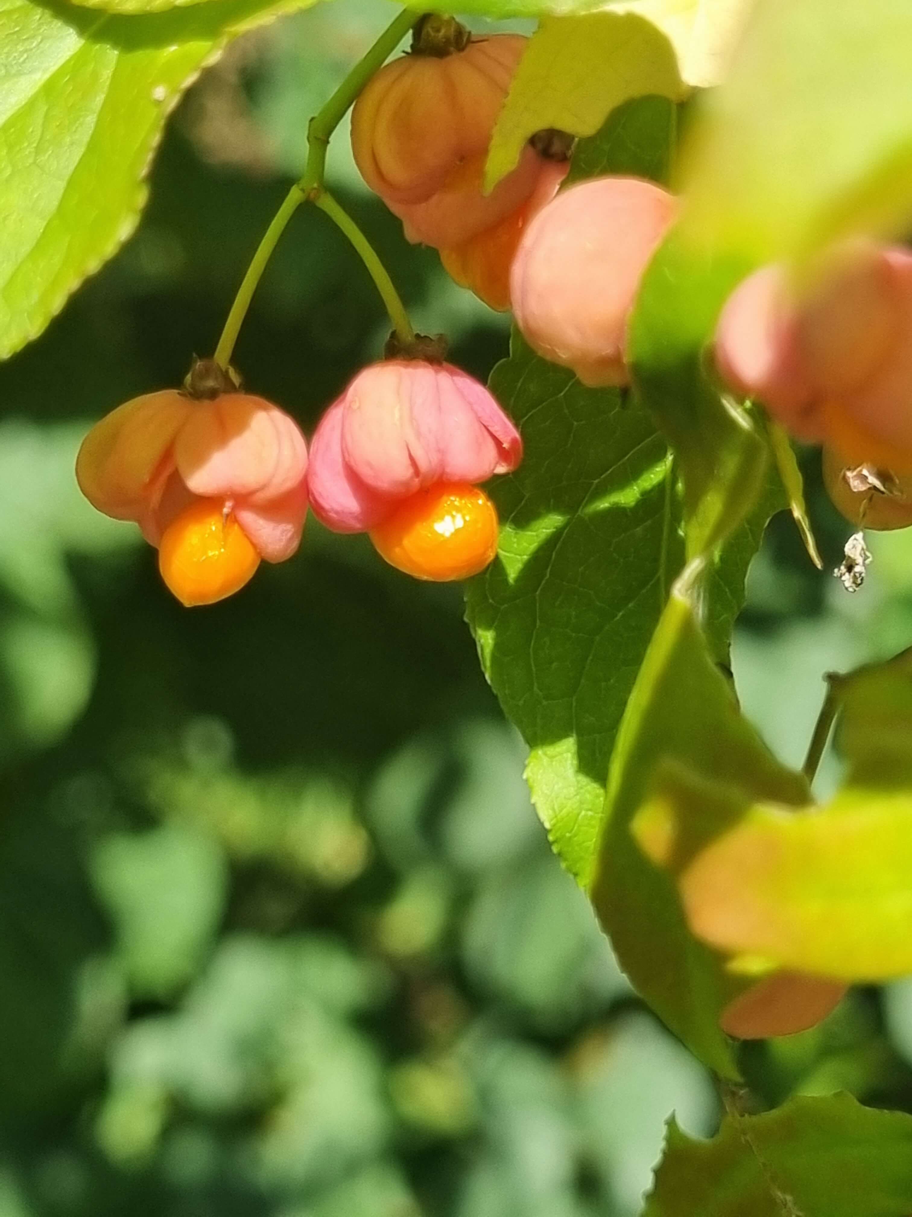 Gewöhnliches Pfaffenhütchen 