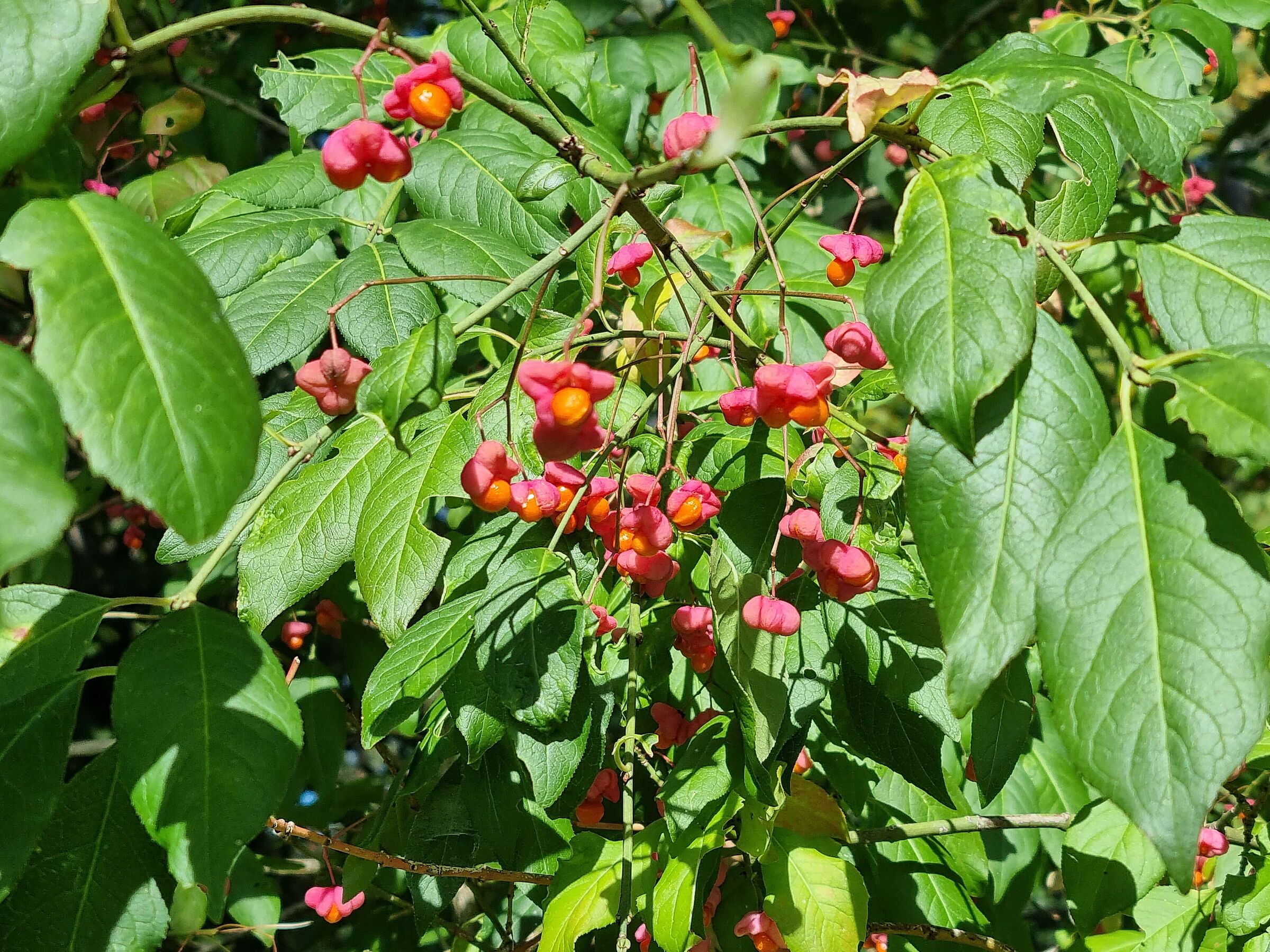 Gewöhnliches Pfaffenhütchen 
