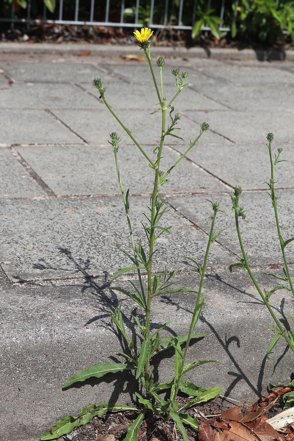 Gewöhnliches Bitterkraut (Picris hieracioides)