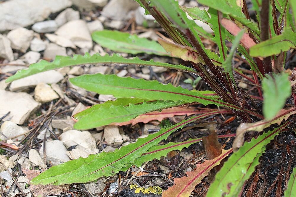 Gewöhnliches Bitterkraut (Picris hieracioides)