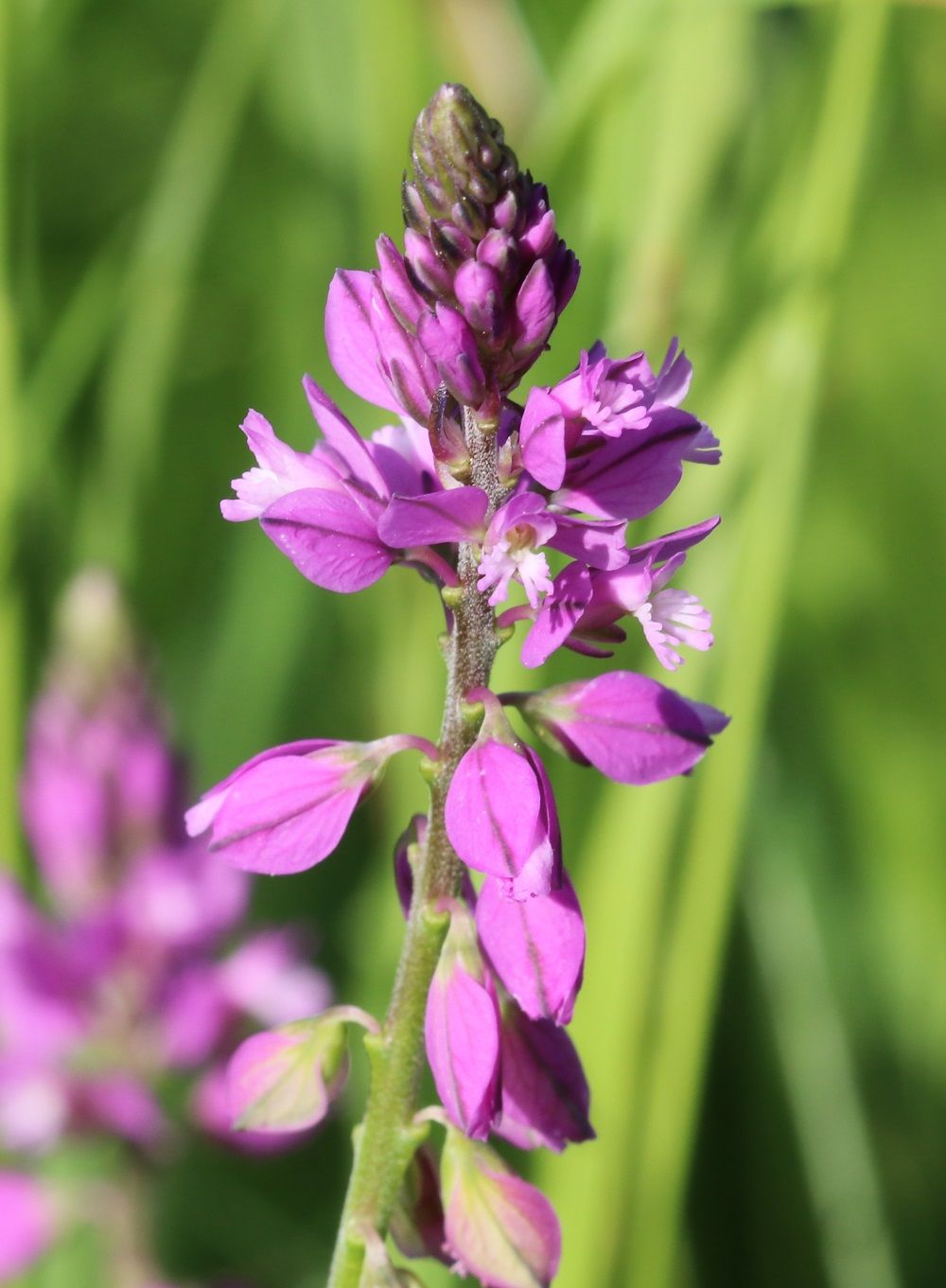 Schopfige Kreuzblume