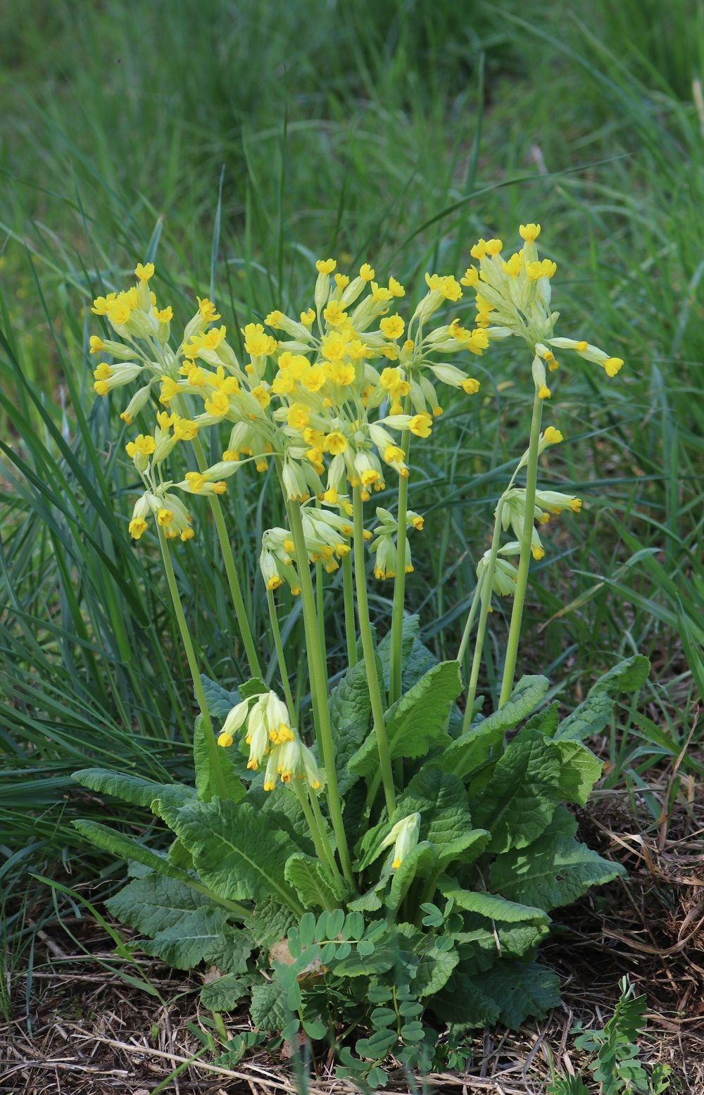 Echte Schlüsselblume
