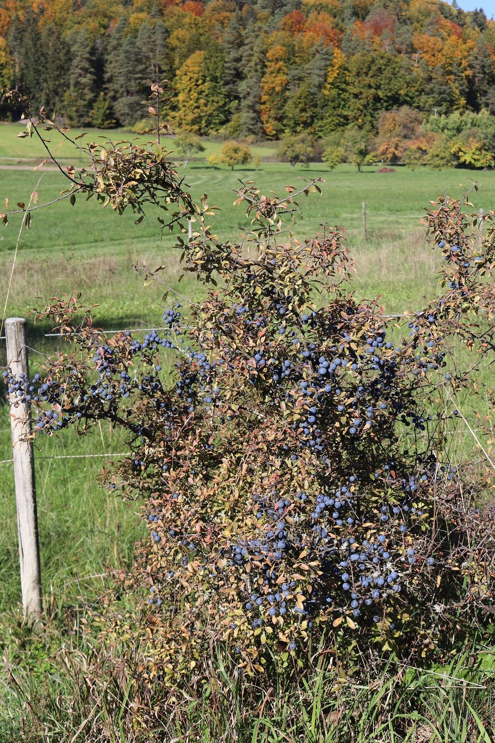 Prunus spinosa - Schlehe
