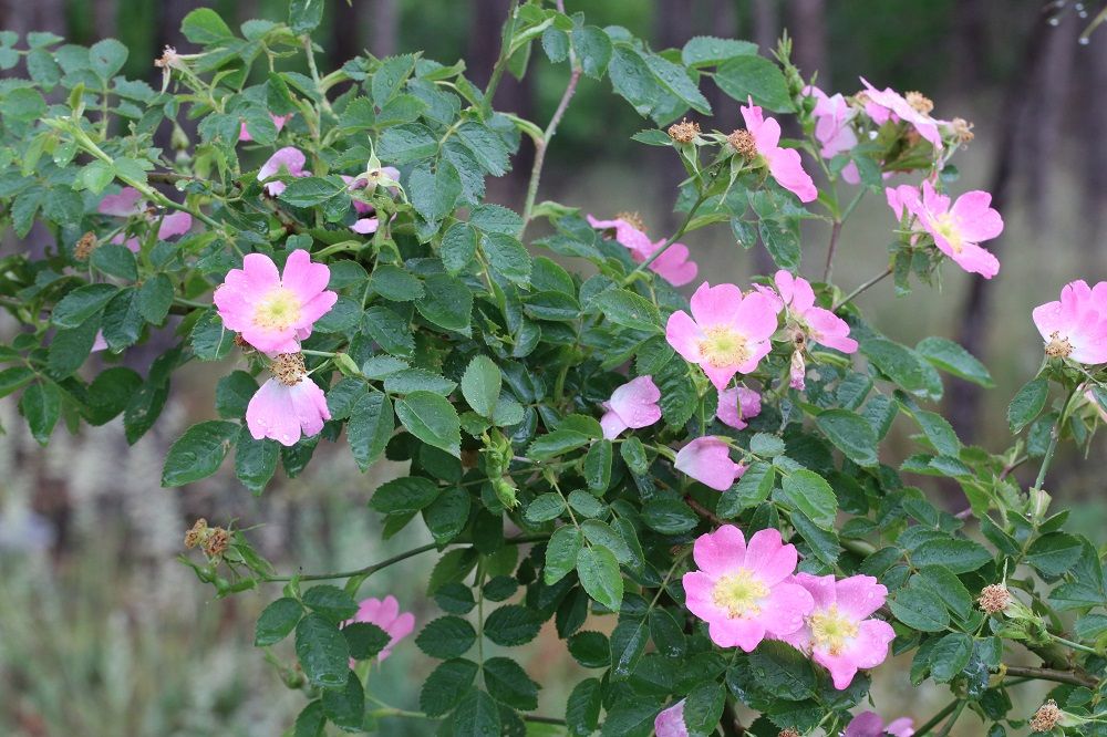 Rosa rubiginosa - Wein-Rose