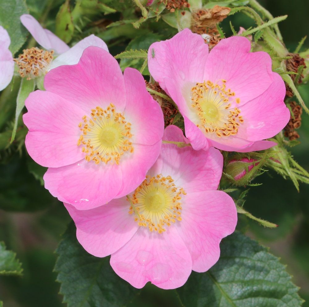 Rosa rubiginosa - Wein-Rose