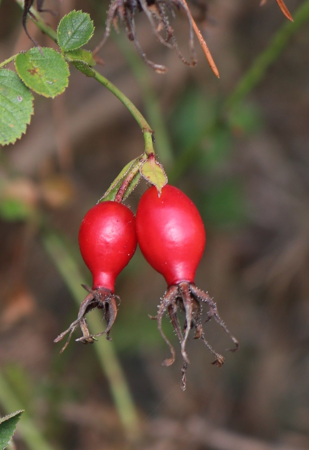 Rosa rubiginosa - Wein-Rose