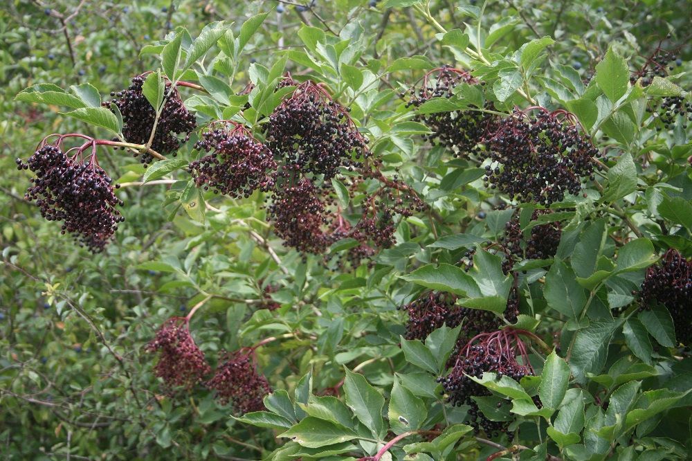 Sambucus nigra - Schwarzer Holunder