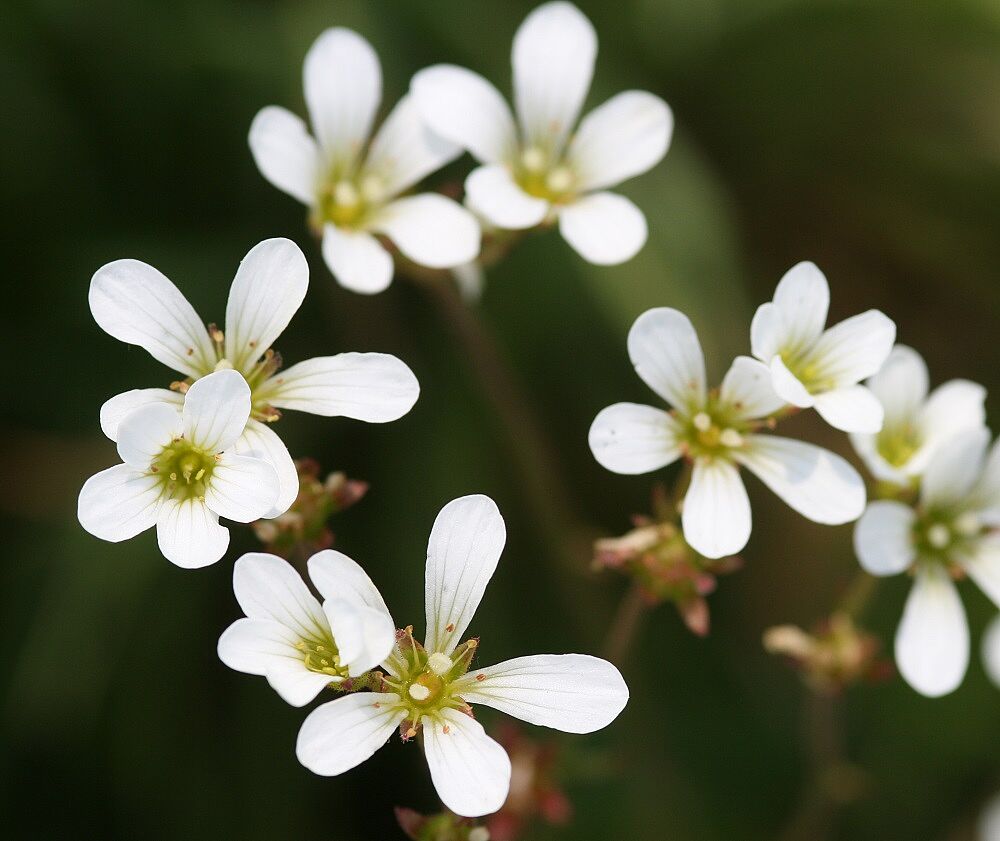 Knöllchen-Steinbrech (Saxifraga granulata)