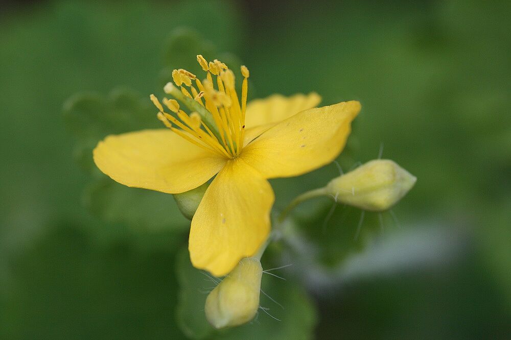 Schöllkraut - Blüte