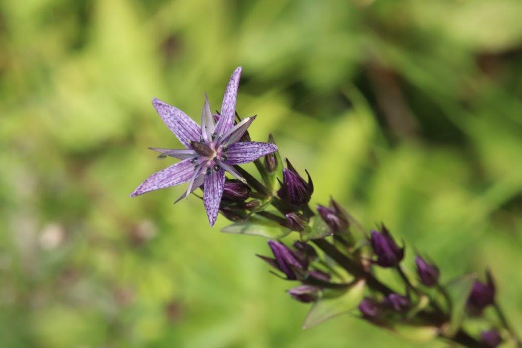 Sumpf-Enzian (Foto: Rainer Edelmann) Sumpf-Enzian (Foto: Rainer Edelmann)