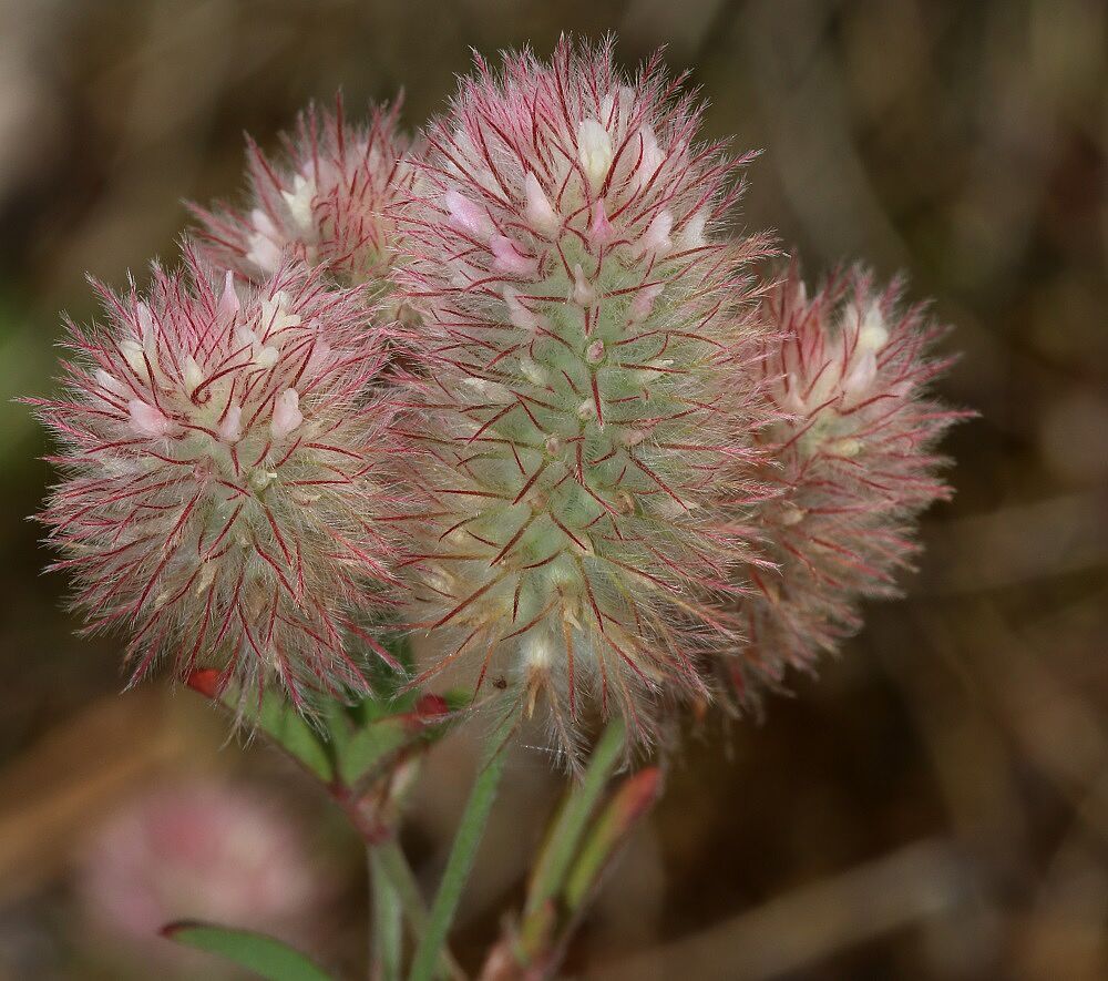 Hasen-Klee (Trifolium arvense)