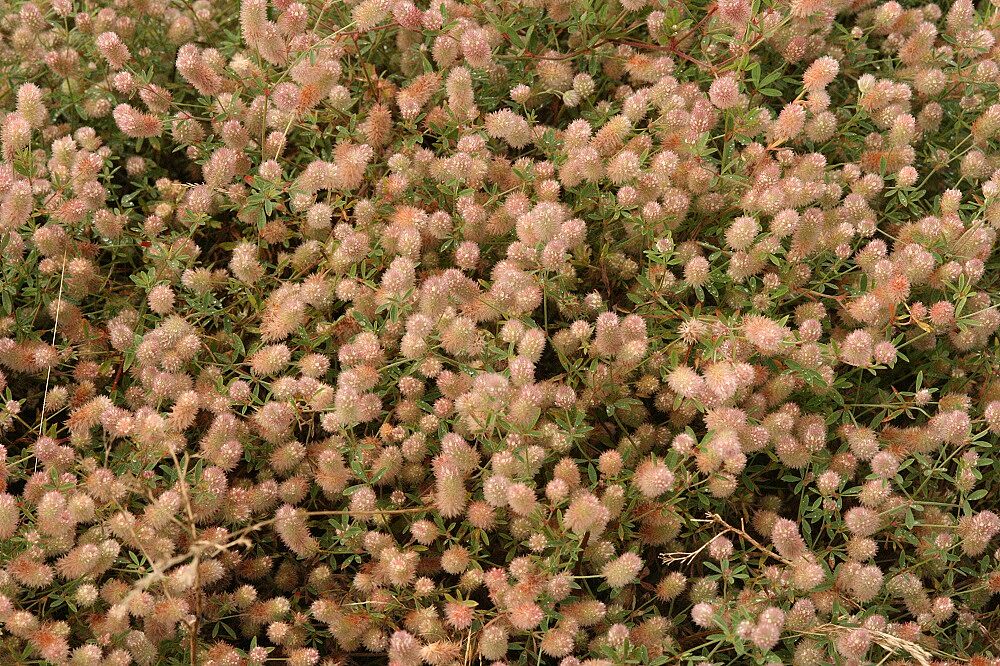 Hasen-Klee (Trifolium arvense)