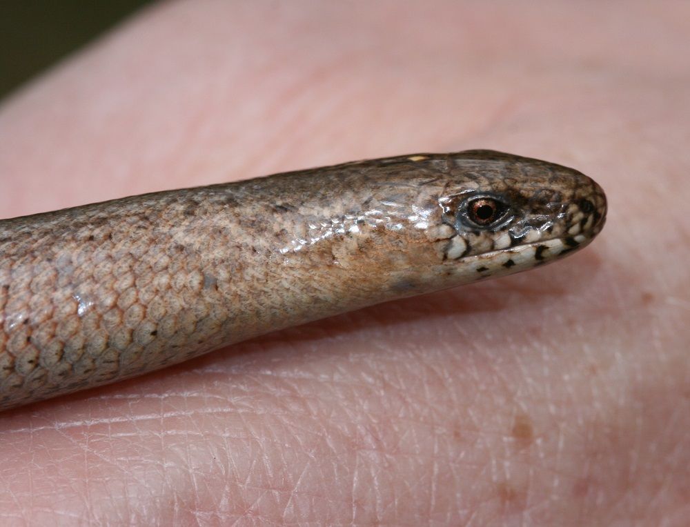 Anguis fragilis