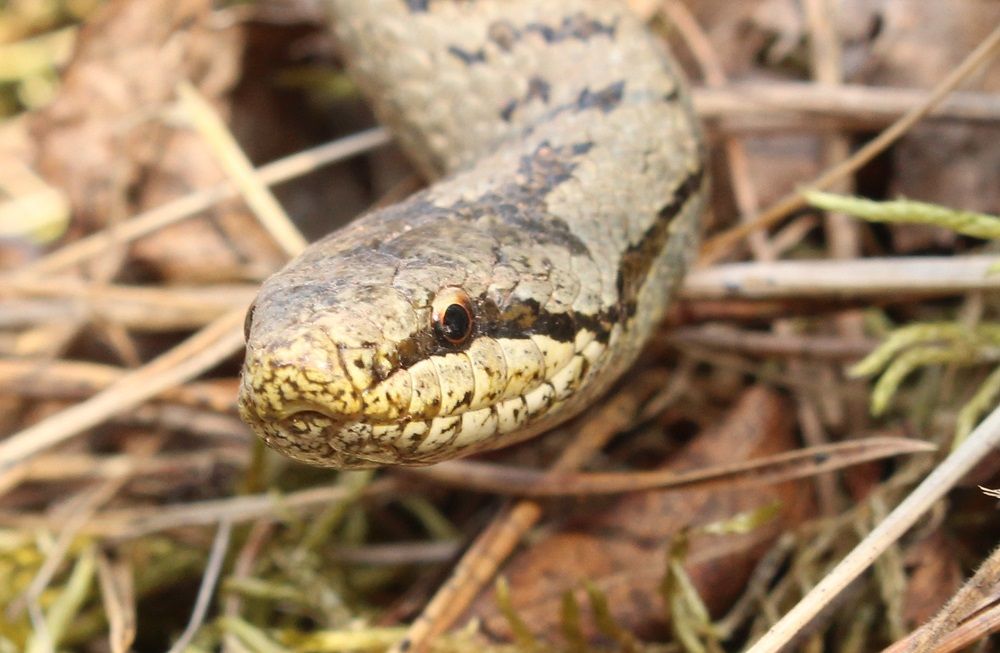 Coronella austriaca