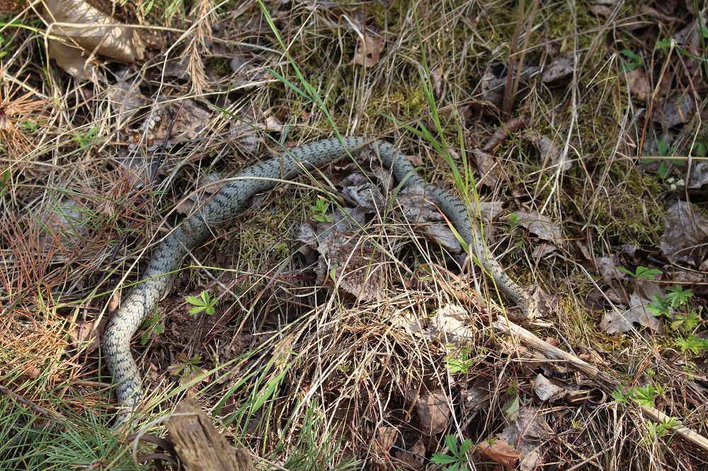 Coronella austriaca