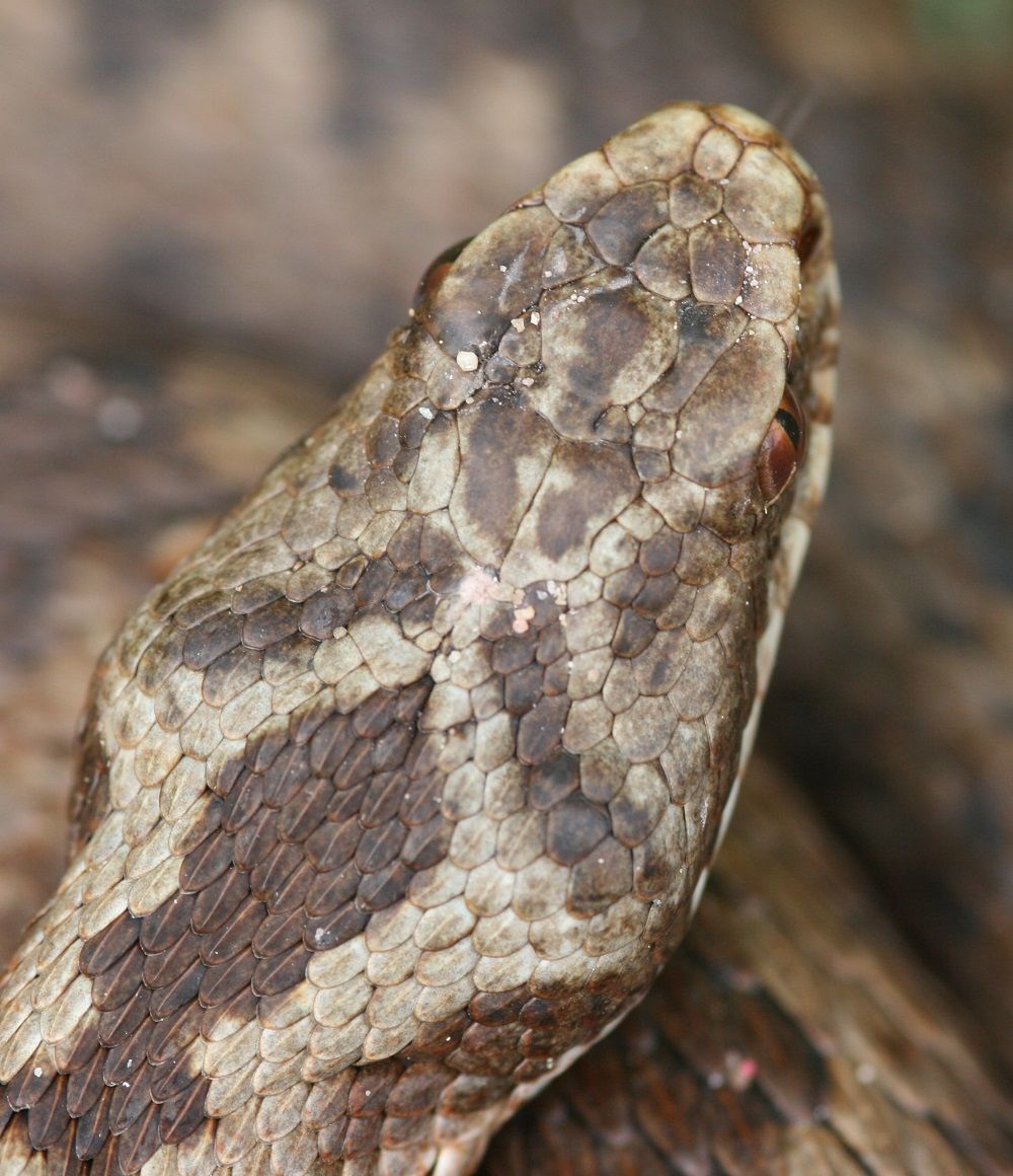 Vipera berus