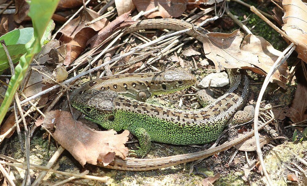 Lacerta agilis - Zauneidechse