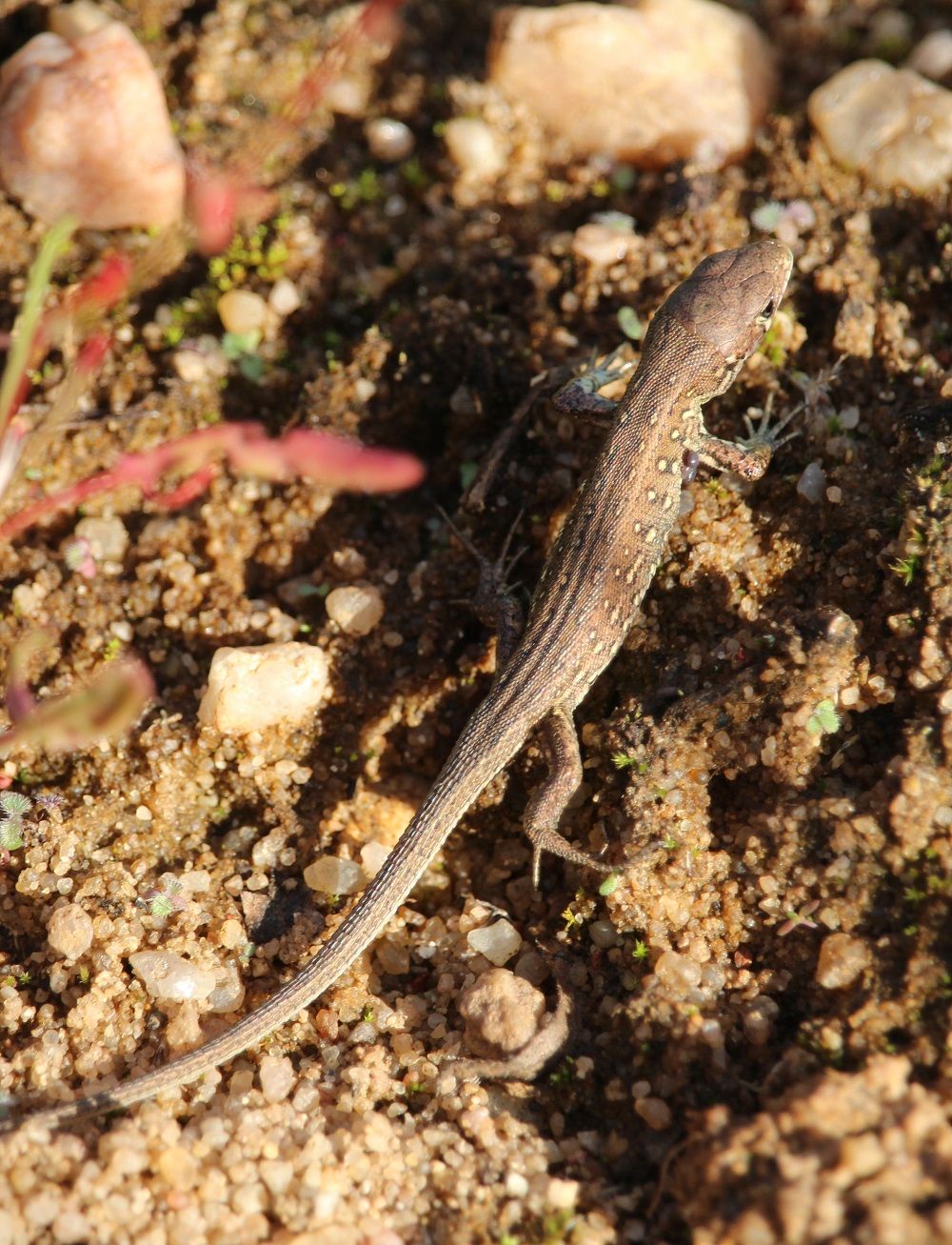 Lacerta agilis