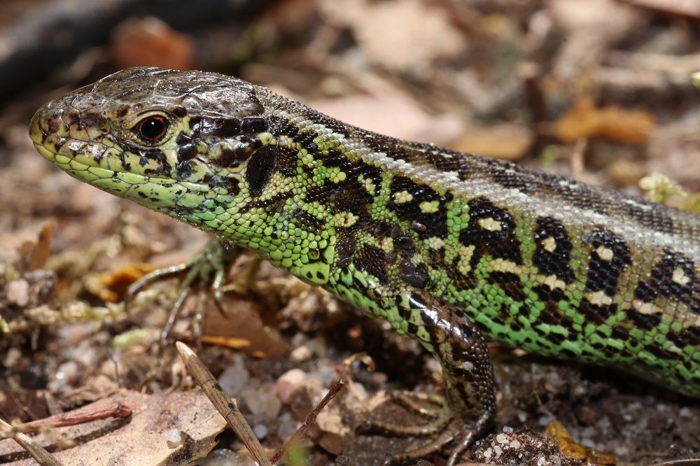 Lacerta agilis