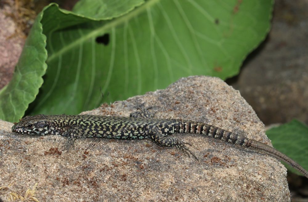 Podarcis muralis