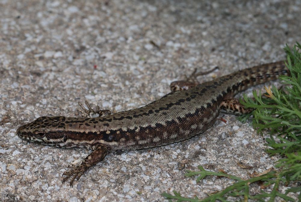 Podarcis muralis