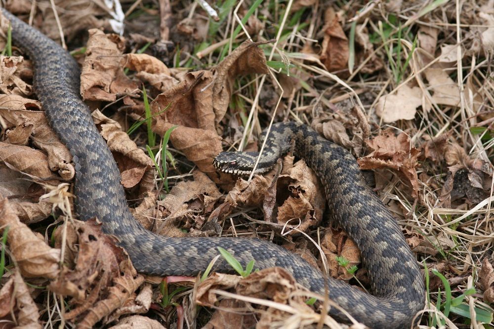 Vipera berus