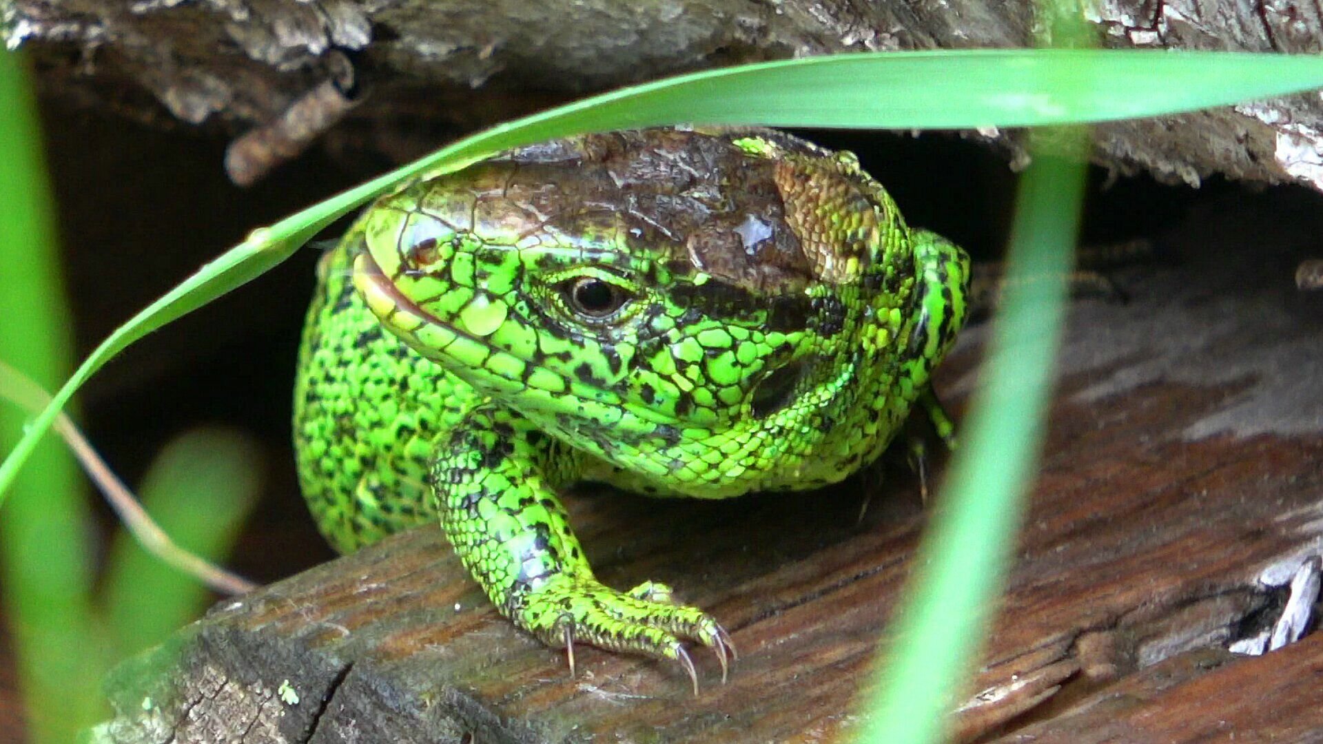 Lacerta agilis 