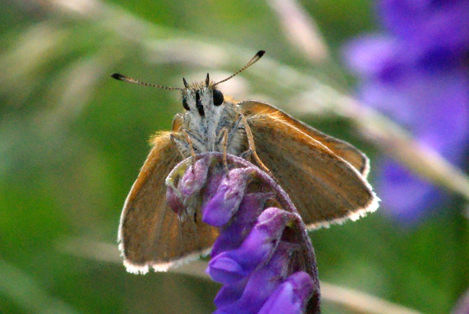 Thymelicus lineola