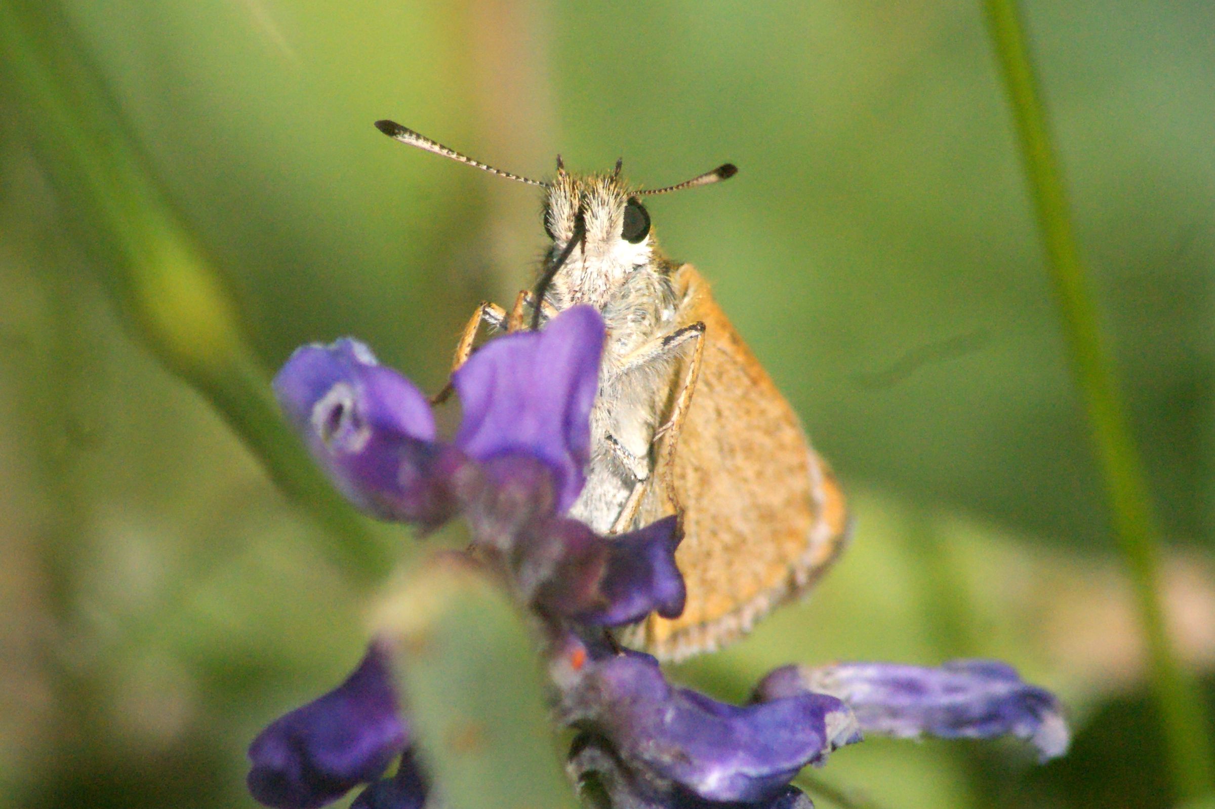 Thymelicus lineola