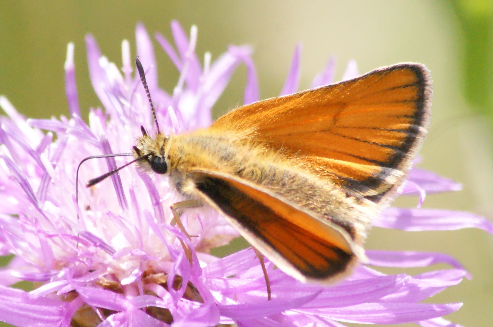 Thymelicus lineola 