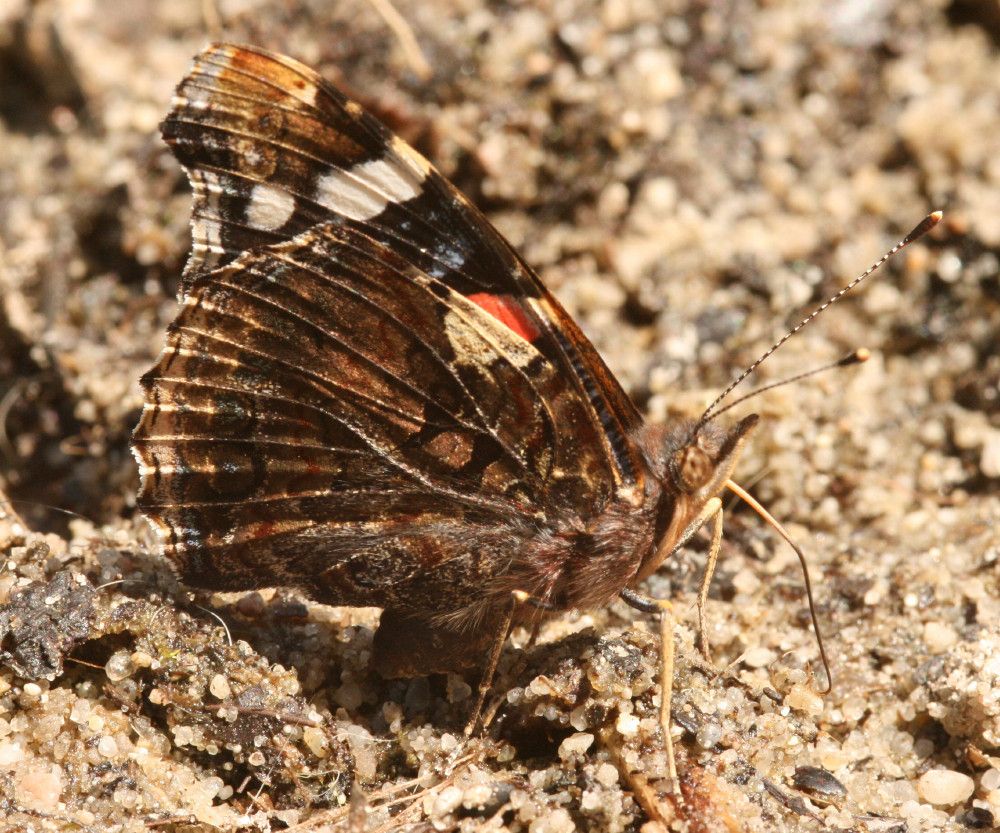 Vanessa atalanta