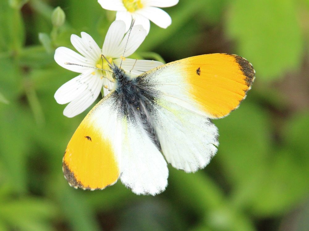 Anthocharis cardamines