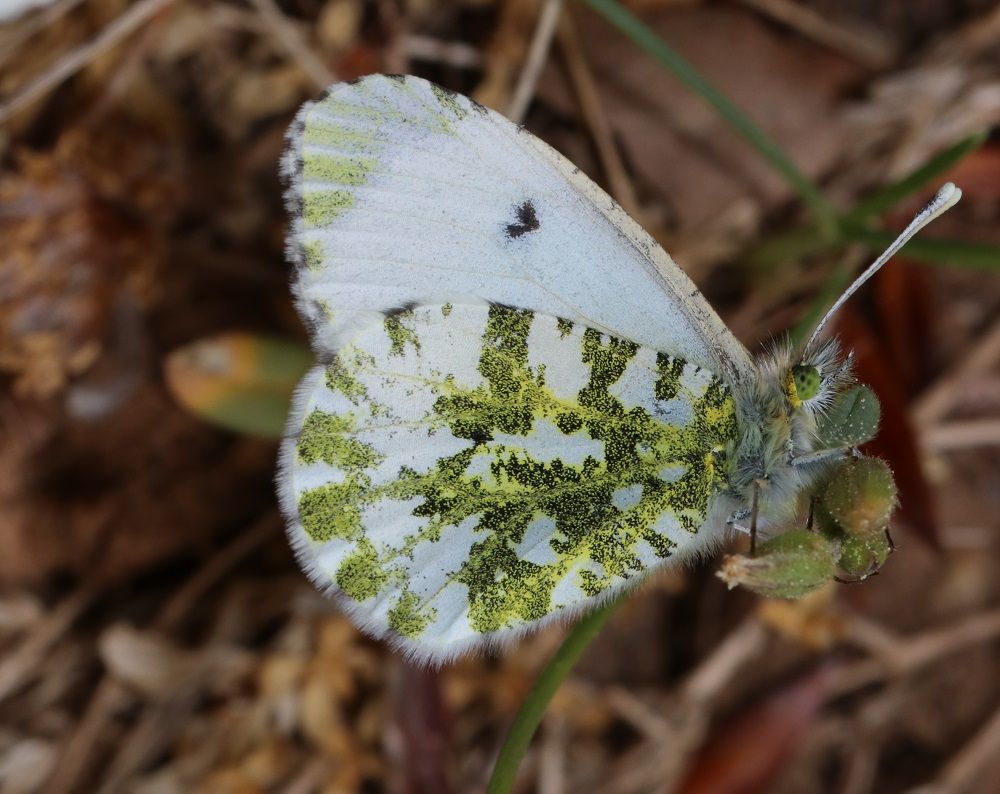 Anthocharis cardamines 