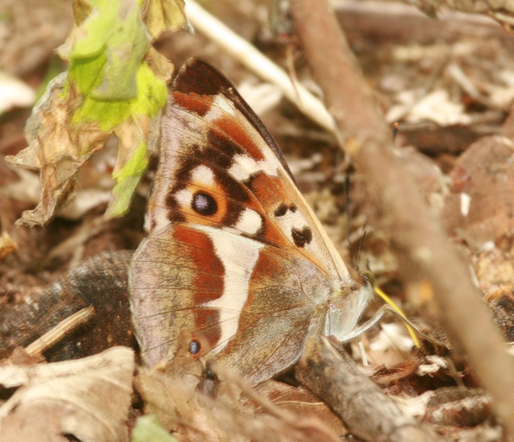 Apatura iris