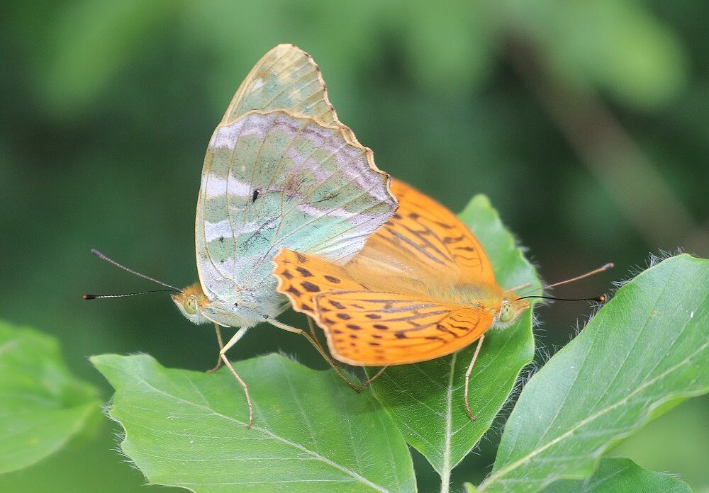 Argynnis paphia