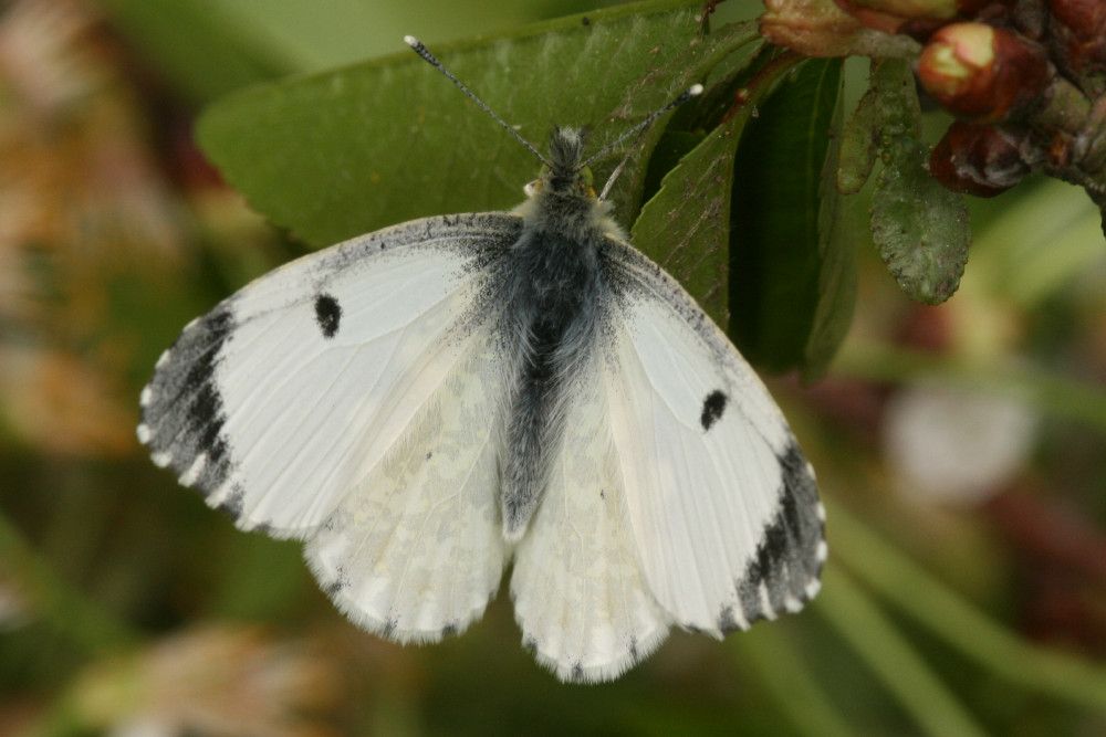 Anthocharis cardamines